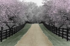 Apple Blossom Lane