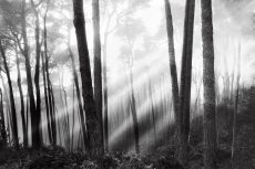 Mystical Forest & Sunbeams