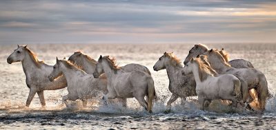 Running Horses