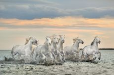 Carmargue Horses – France