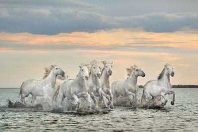 Carmargue Horses – France