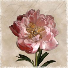 Peony I