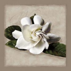 Botanical Gardenia