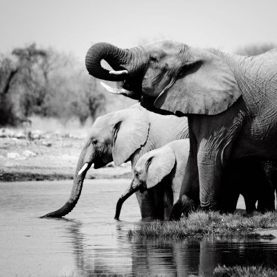 Namibia Elephants