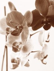 Dreamy Orchids I