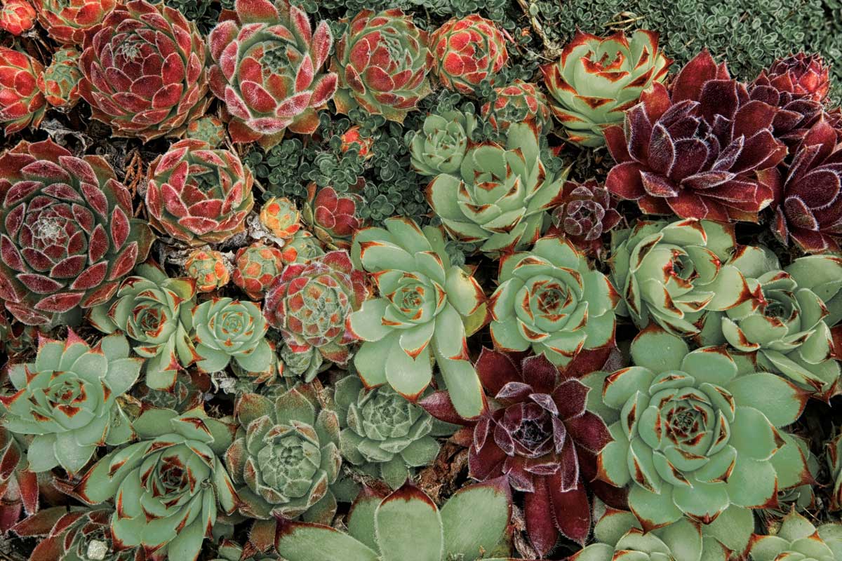 Succulent Collection