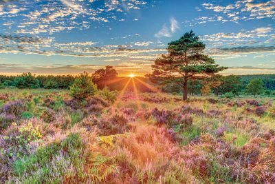 Heathland Sunset