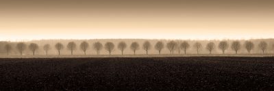 Dappled Morning Fields