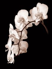 Orchid Dance II