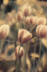 Tinted Tulips I