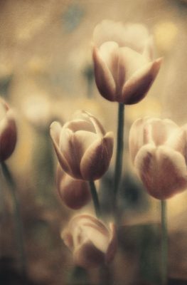 Tinted Tulips III