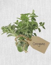 Oregano