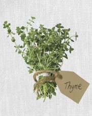 Thyme