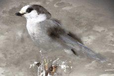 Grey Jay 1