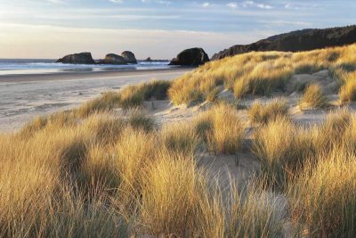 Dune Grass & Beach