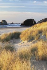 Dune Grass & Beach II