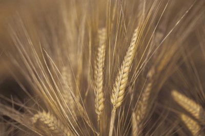 Wheat Field