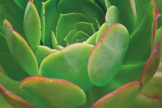 Red Trim Succulent I