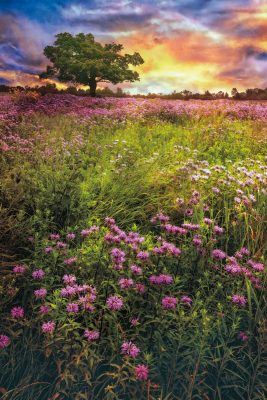 Summer Meadows