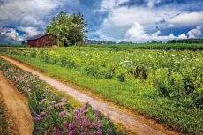 Family Farm