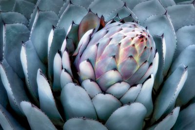 Blue Aloe