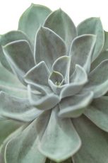 Echeveria