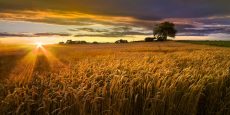 Sunlight On the Wheat Fields