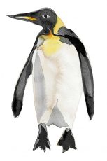 Penguin III