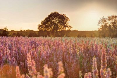 Delphinium Sunset