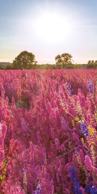 Delphinium Field I