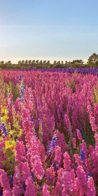 Delphinium Field II