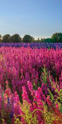 Delphinium Field III