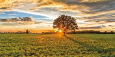 After the Storm Burr Oak