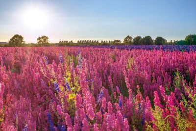 Delphinium Field