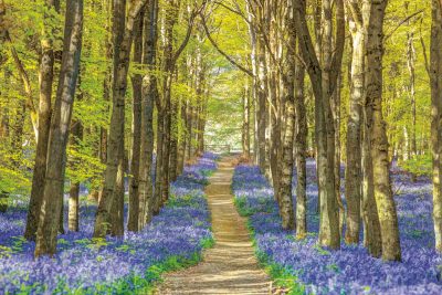 Forest Bluebells