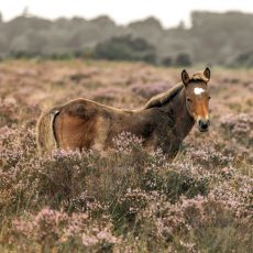 Highland Horse