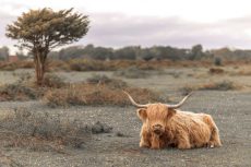 Highland Cow II