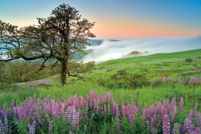 Prairie Lupines