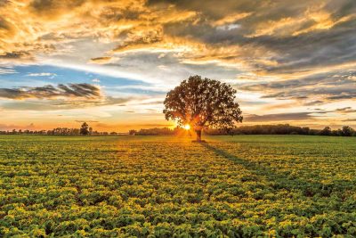 After the Storm Burr Oak