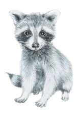 Baby Raccoon