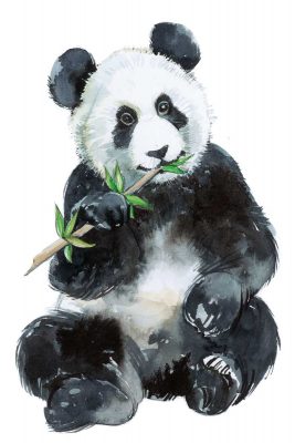 Baby Panda