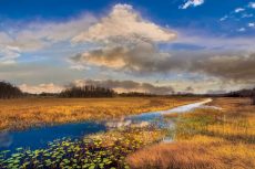 The Everglades Sunset